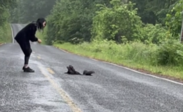 Couple Sees Blurry Blob in the Road and Slams on the Brakes- Animalpond